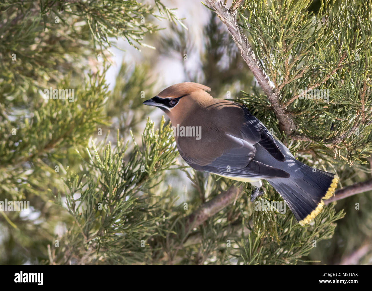 (Cedar Waxwing Bombycilla cedrorum) hat auffallende Gefieder, wie es für die wacholderbeeren im späten Winter sucht Stockfoto