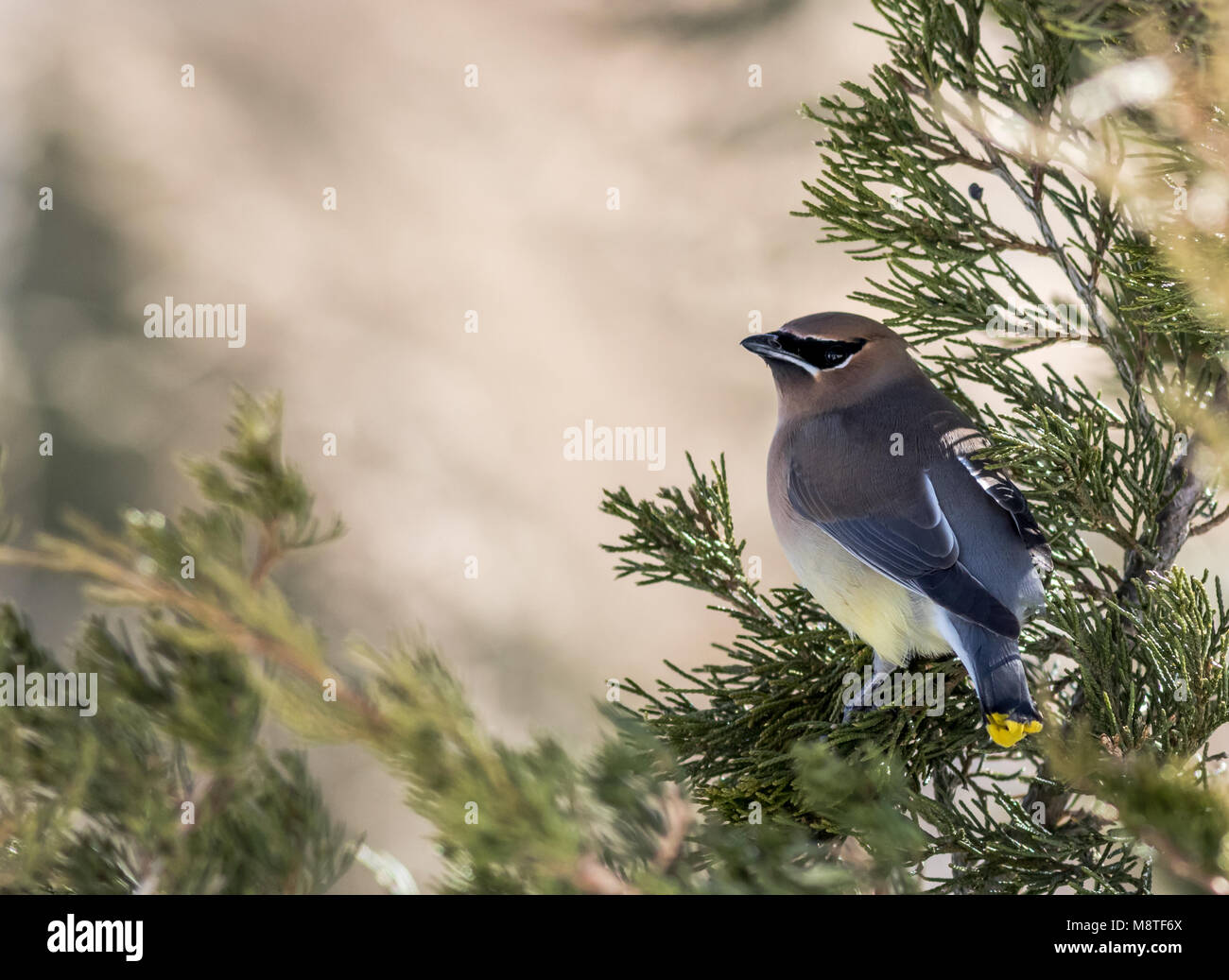 (Cedar Waxwing Bombycilla cedrorum) hat auffallende Gefieder, wie es für die wacholderbeeren im späten Winter sucht Stockfoto