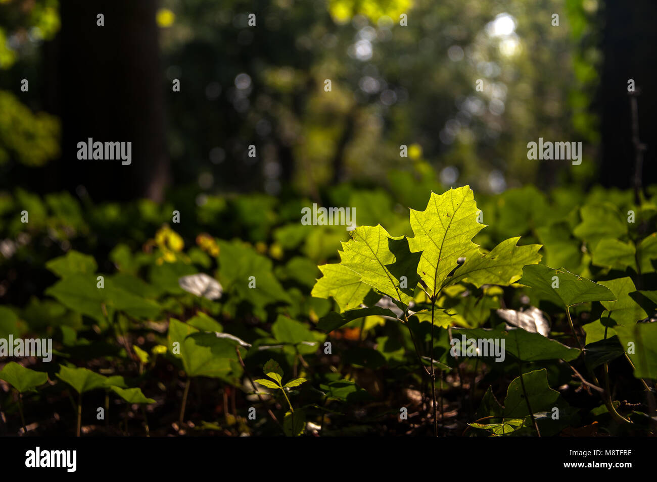 Sonnenlicht beleuchtet junge Bäumchen auf dem Waldboden. Schließen Sie die grünen Blätter auf unscharfen Hintergrund Stockfoto