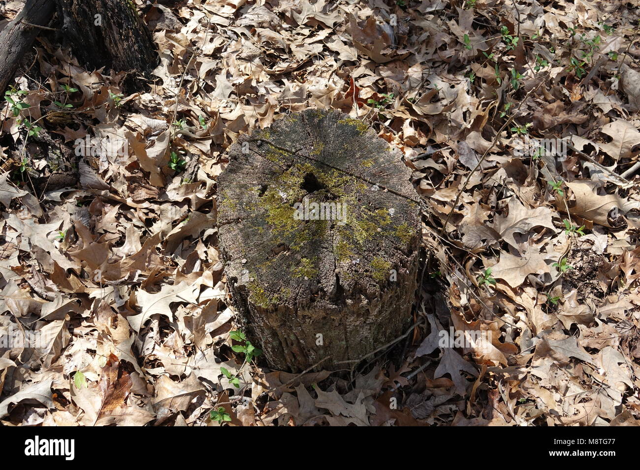Ein Baum log hat auf dem Boden für viele Jahre und ist jetzt Anfang zu Fäulnis und Zerfall. Stockfoto