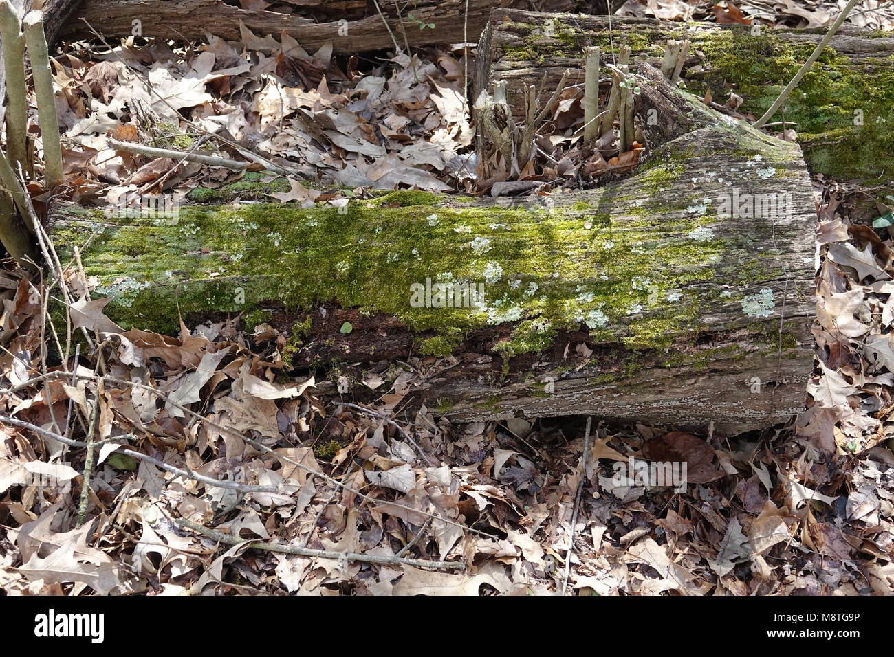 Ein Baum log hat auf dem Boden für viele Jahre und ist jetzt Anfang zu Fäulnis und Zerfall. Stockfoto