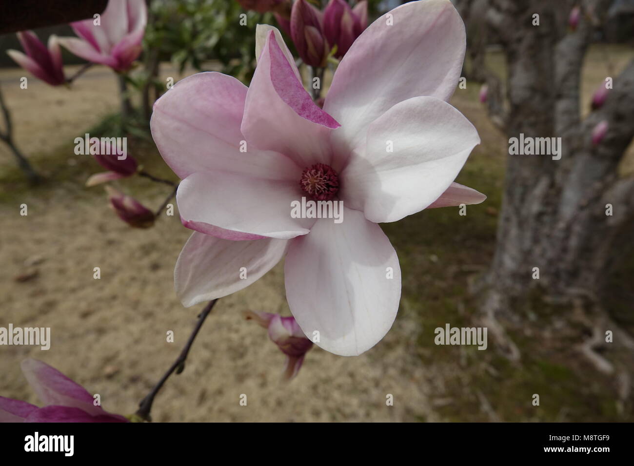 Der tulpenbaum ist ein großer Baum, der großen Blüten ähnlich wie Tulpen produziert und ist gut für Schatten und erfordert nur wenig Pflege. Stockfoto