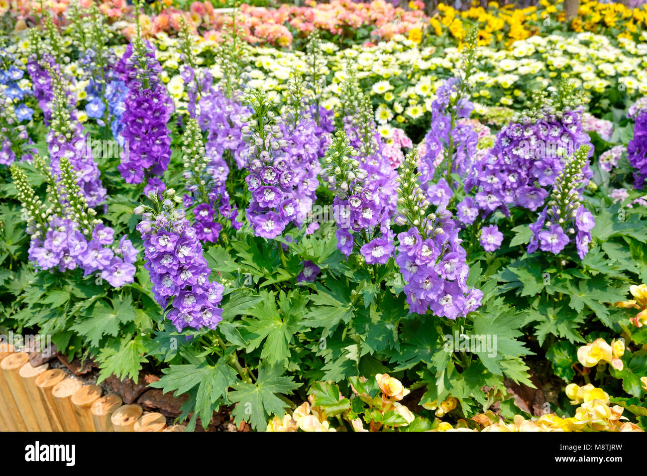 Delphinium hybridum Fotos und Bildmaterial in hoher Auflösung Alamy