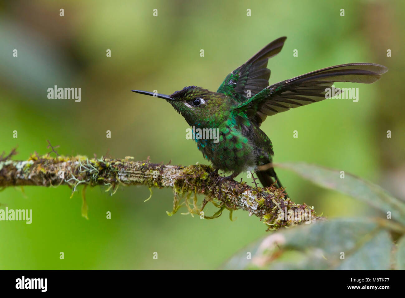 Vogel Bild von Most Shapiro Stockfoto