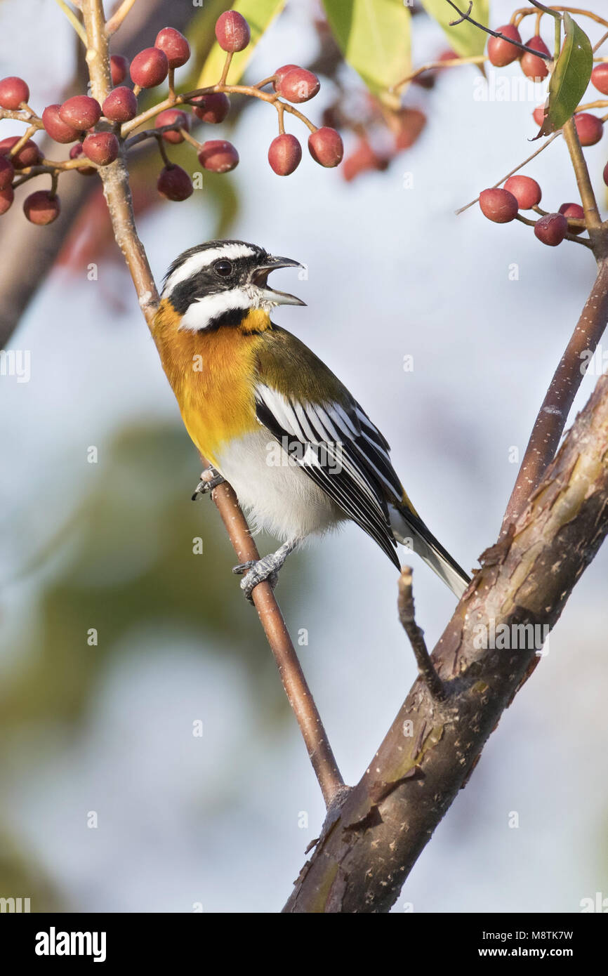 Westelijke Spindalis, Western Spindalis Stockfoto