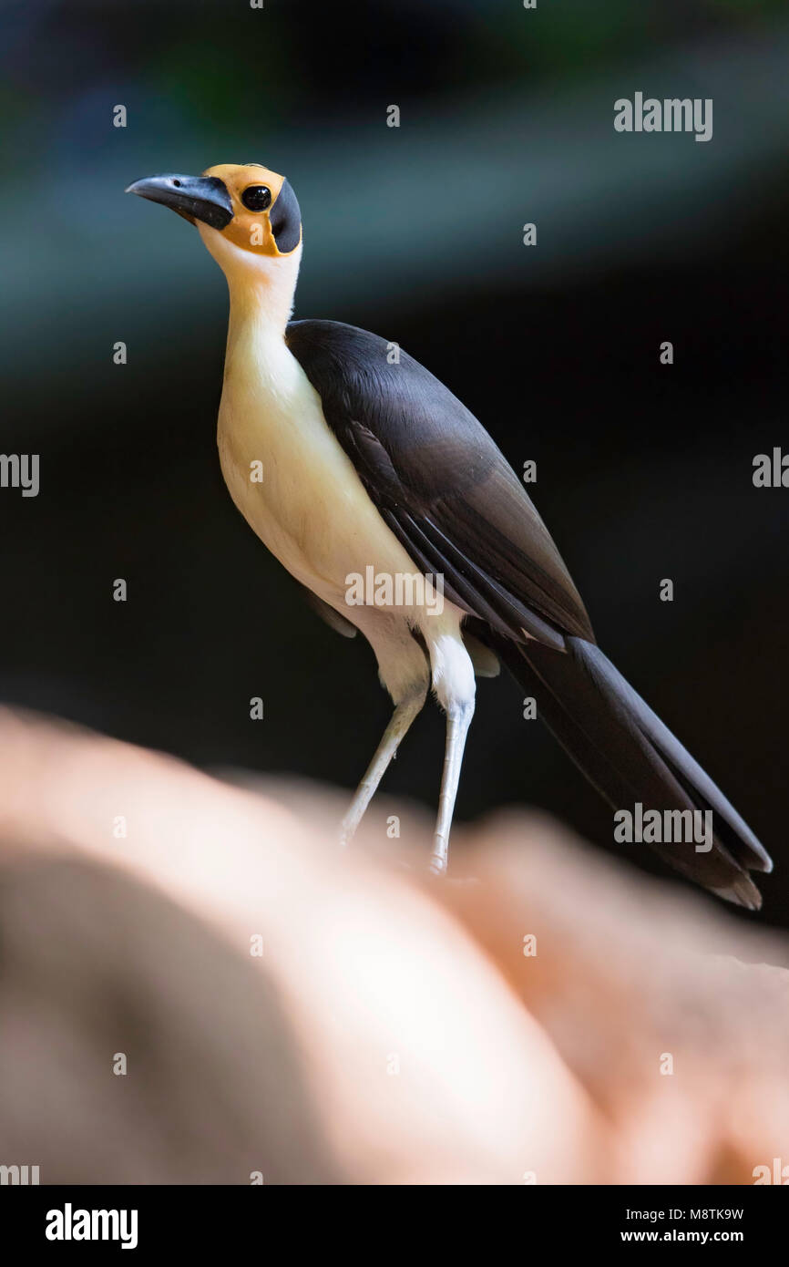 Weiß-necked Picathartes Stockfoto