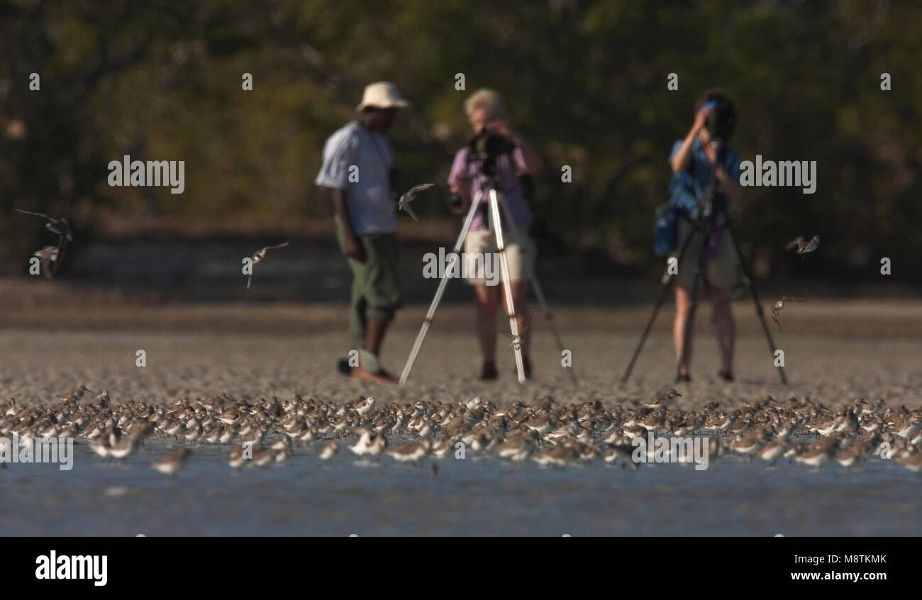 Groep vogelaars kijkend naar steltlopers in Mida Creek, Kenia; Gruppe von vogelbeobachter beobachten Herde der Watvögel in Mida Creek, Kenia Stockfoto