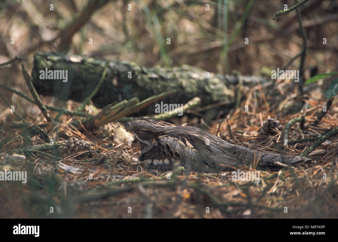 Nachtzwaluw zittend op Grond onder Boom; Europäische Nightjar auf dem Boden unter dem Baum gehockt Stockfoto