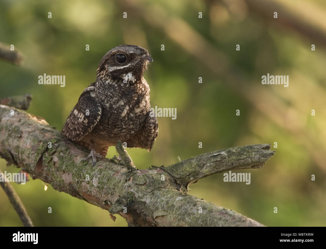 Nachtzwaluw ziitend op Tak; Europäische Nightjar auf Ast sitzend Stockfoto