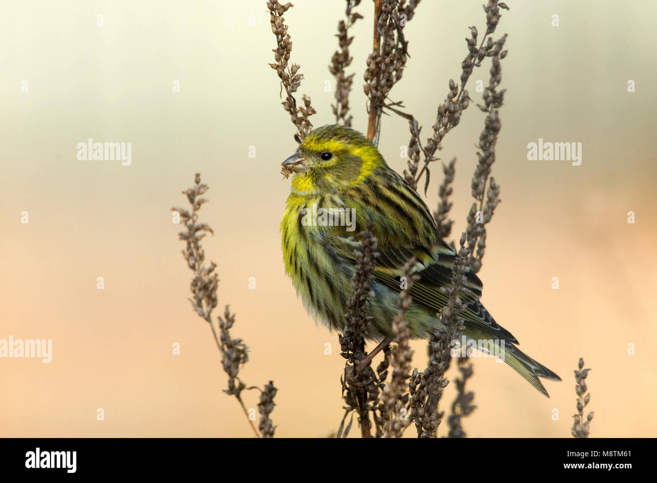 Europese Kanarie, Europäische Serin, Serinus serinus Stockfoto