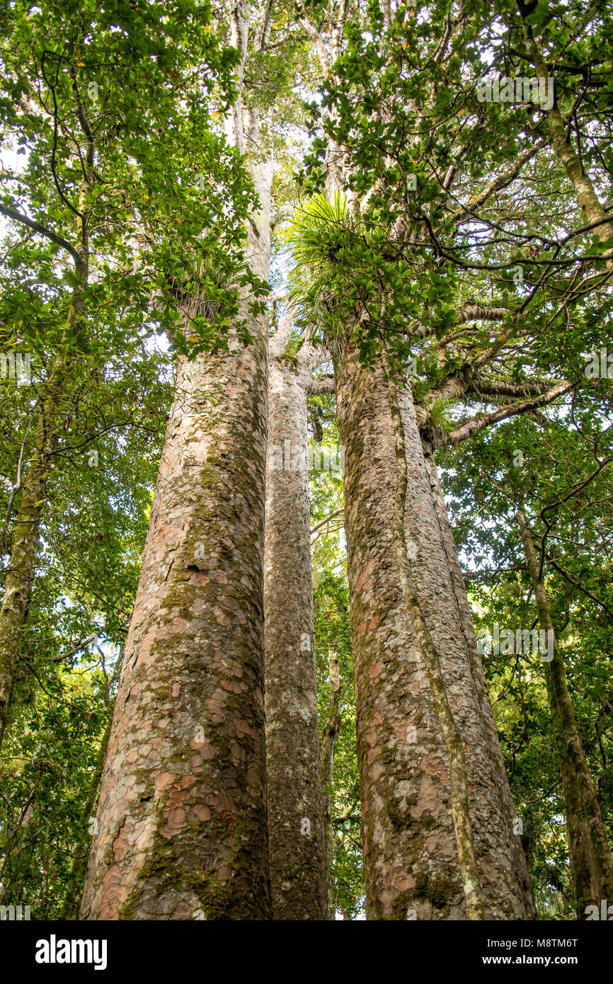 Vier Schwestern Kauris, Waipoua Forest, North Island, Neuseeland Stockfoto