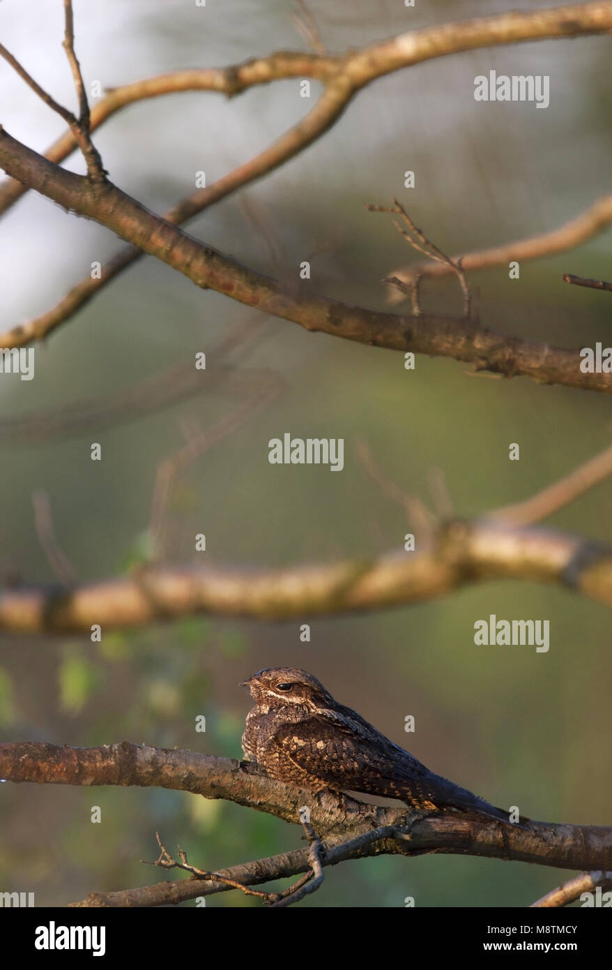 Nachtzwaluw; Nightjar Caprimulgus europaeus; Europäische; Ziegenmelker; Engoulevent d'Europa; zeldzame broedvogel; trekvogel; Rode Lijst; Afrika; nachtvl Stockfoto