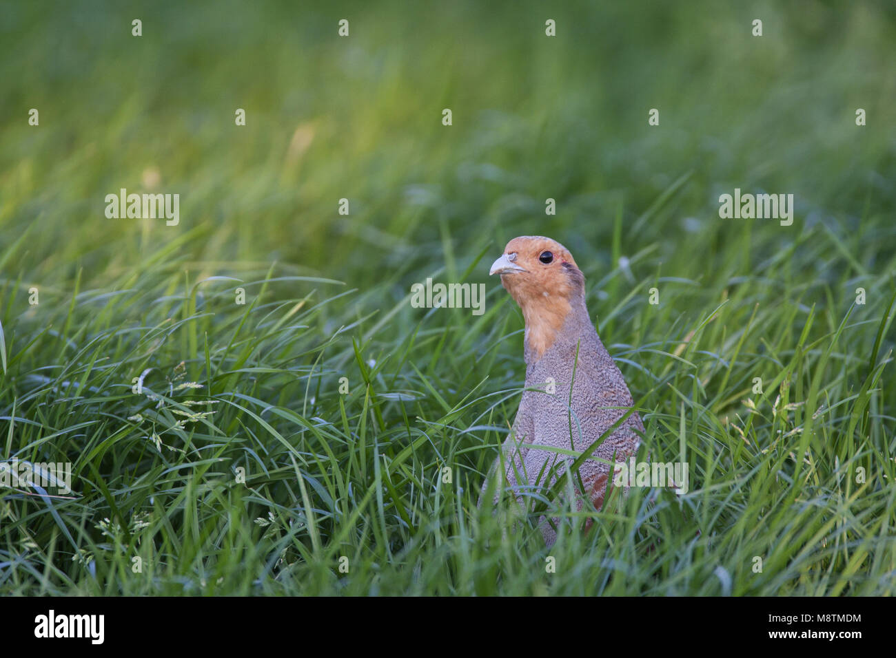 Perdix perdix Patrijs;;;; Rebhuhn Rebhuhn Perdix grise; hoenders; fazanten; Vogel; Natur; dier; avifauna; akkers; akkerranden; Rode Lijst; gra Stockfoto