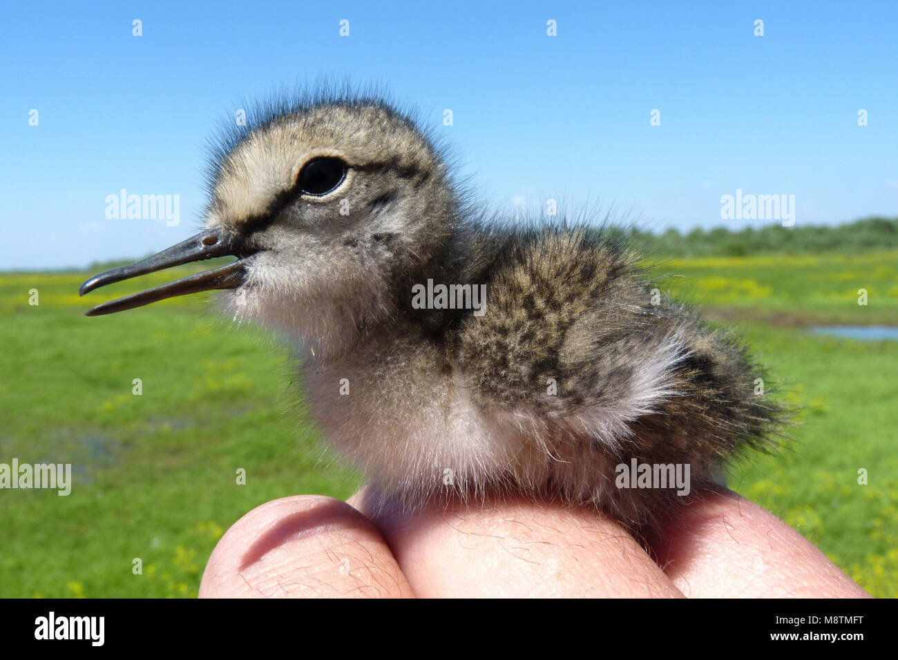 Terekruiter jong zittend op Hand; Terek Sandpiper Jugendlicher auf der Hand gelegen Stockfoto