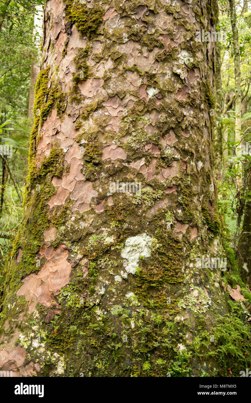 Moosigen Stamm des Alten Kauri in Trounson Kauri Park, North Island, Neuseeland Stockfoto