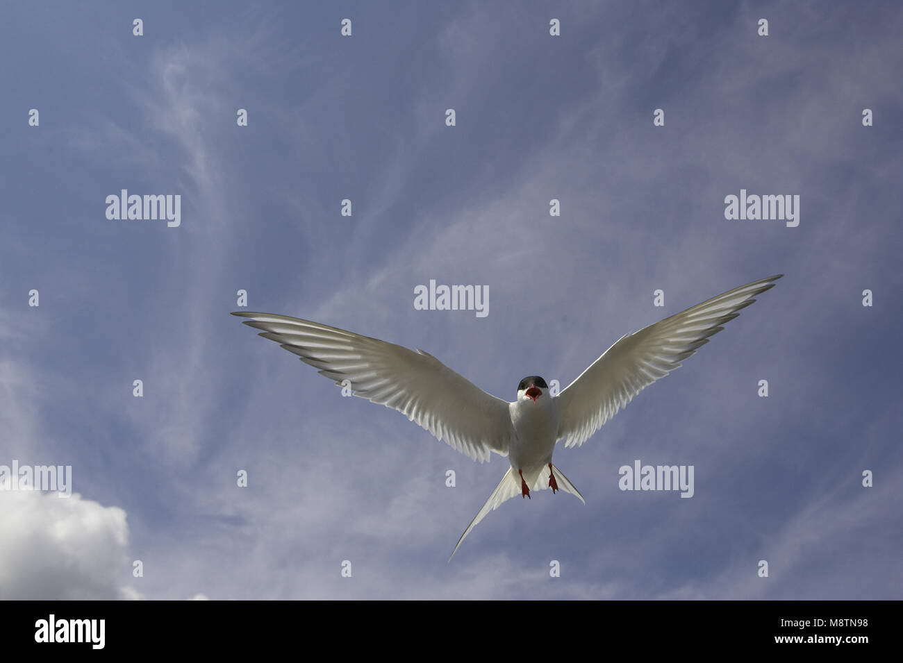 Küstenseeschwalbe erwachsenen Fliegen; Noordse Stern volwassen Vliegend Stockfoto