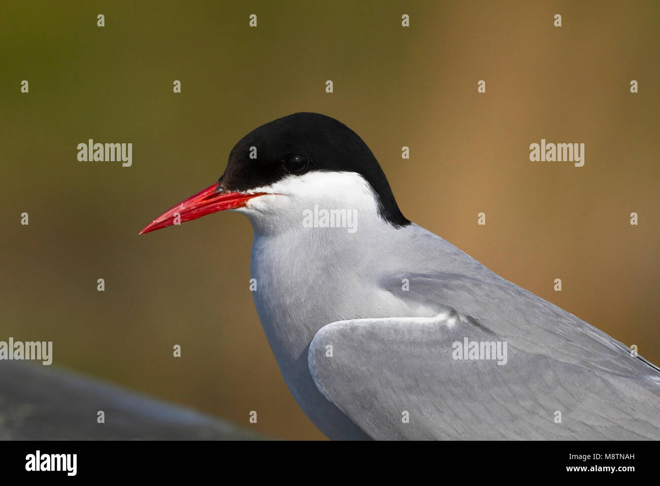 Noordse Stern, Küstenseeschwalbe, Sterna Paradisaea Stockfoto