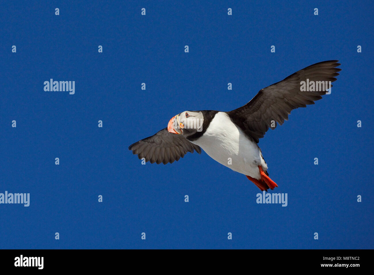 Papegaaiduiker vliegend; Papageitaucher fliegen Stockfoto