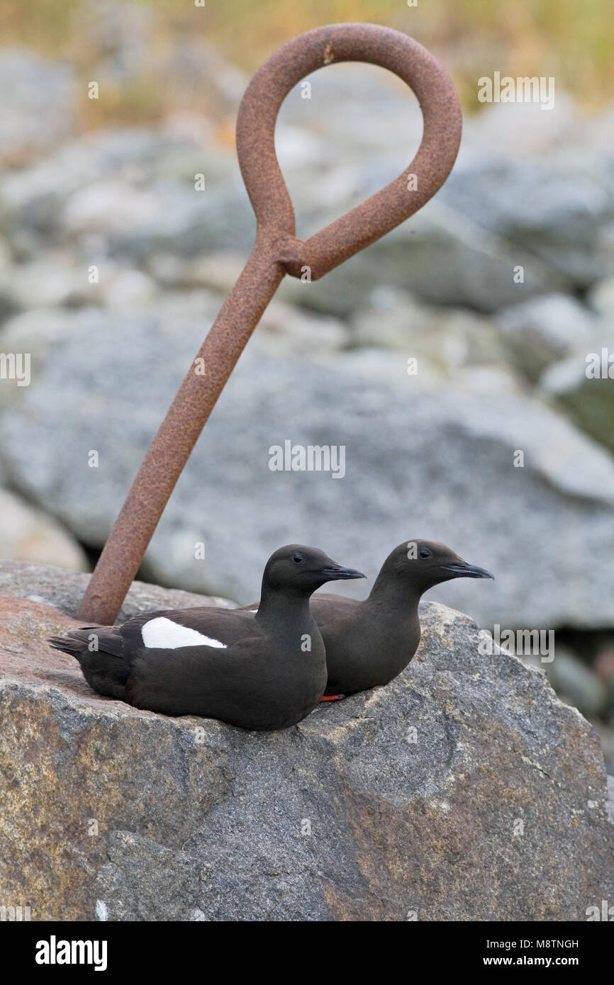 Zwarte Zeekoet paartje zittend op Rots; Gryllteiste Paar auf Felsen Stockfoto