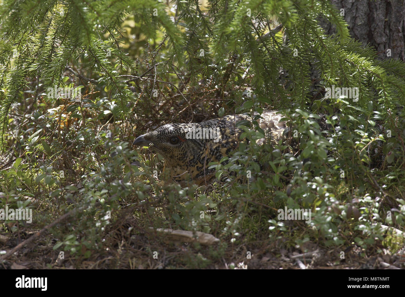 Auerhahn Weibchen auf Nest; Auerhoen vrouw op Nest Stockfoto