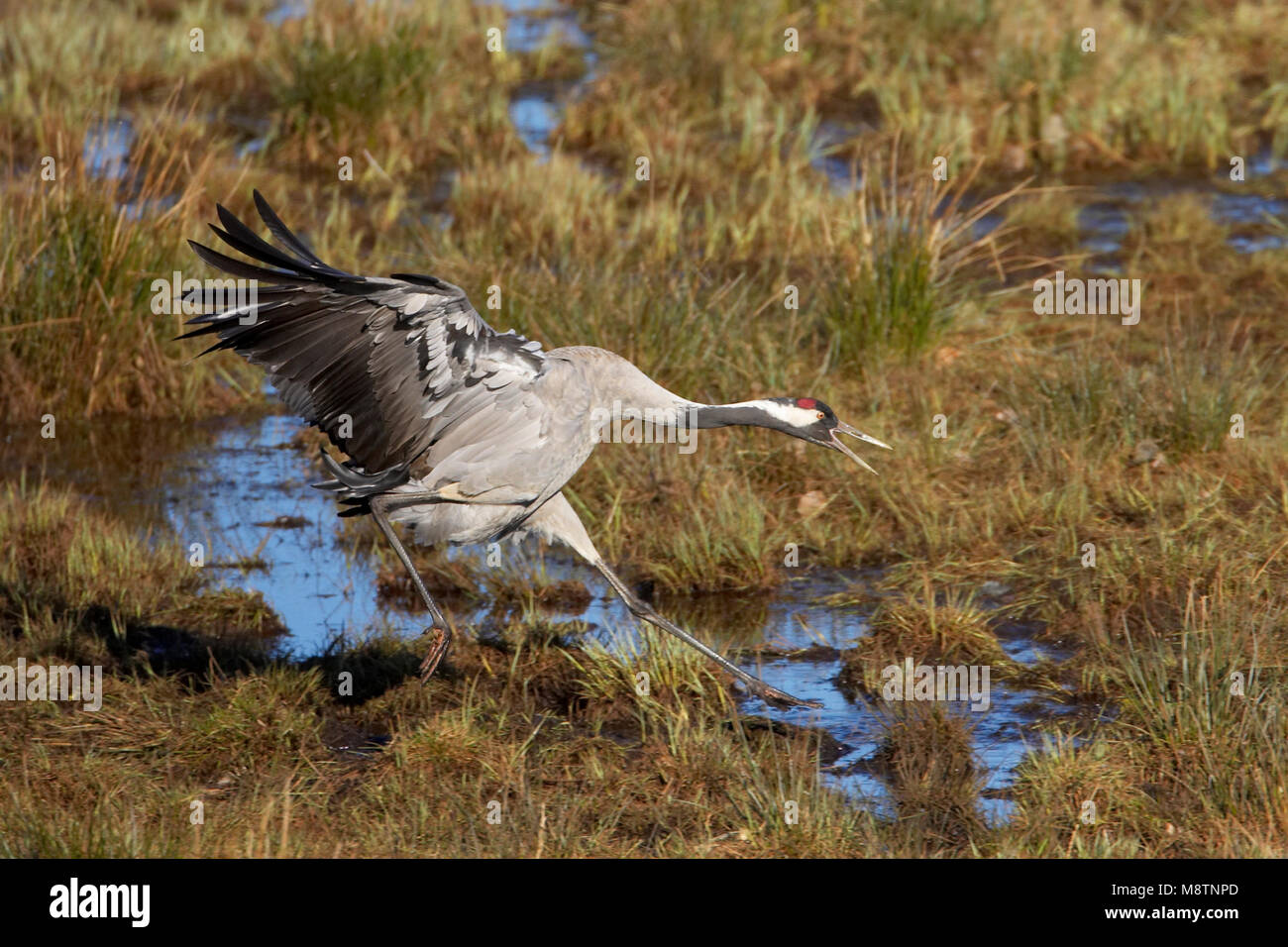 Kraanvogel vliegend; Kranich fliegen Stockfoto