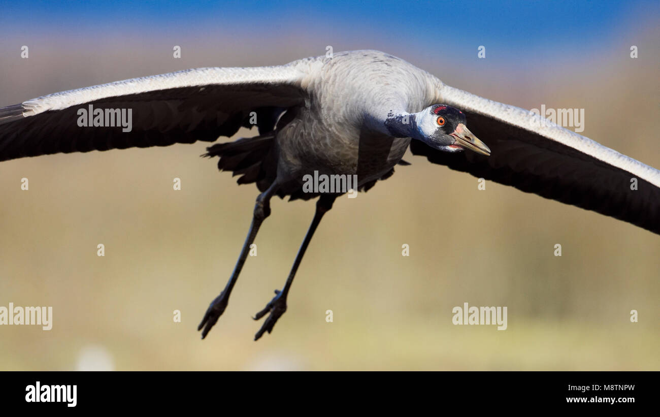 Kraanvogel vliegend; Kranich fliegen Stockfoto