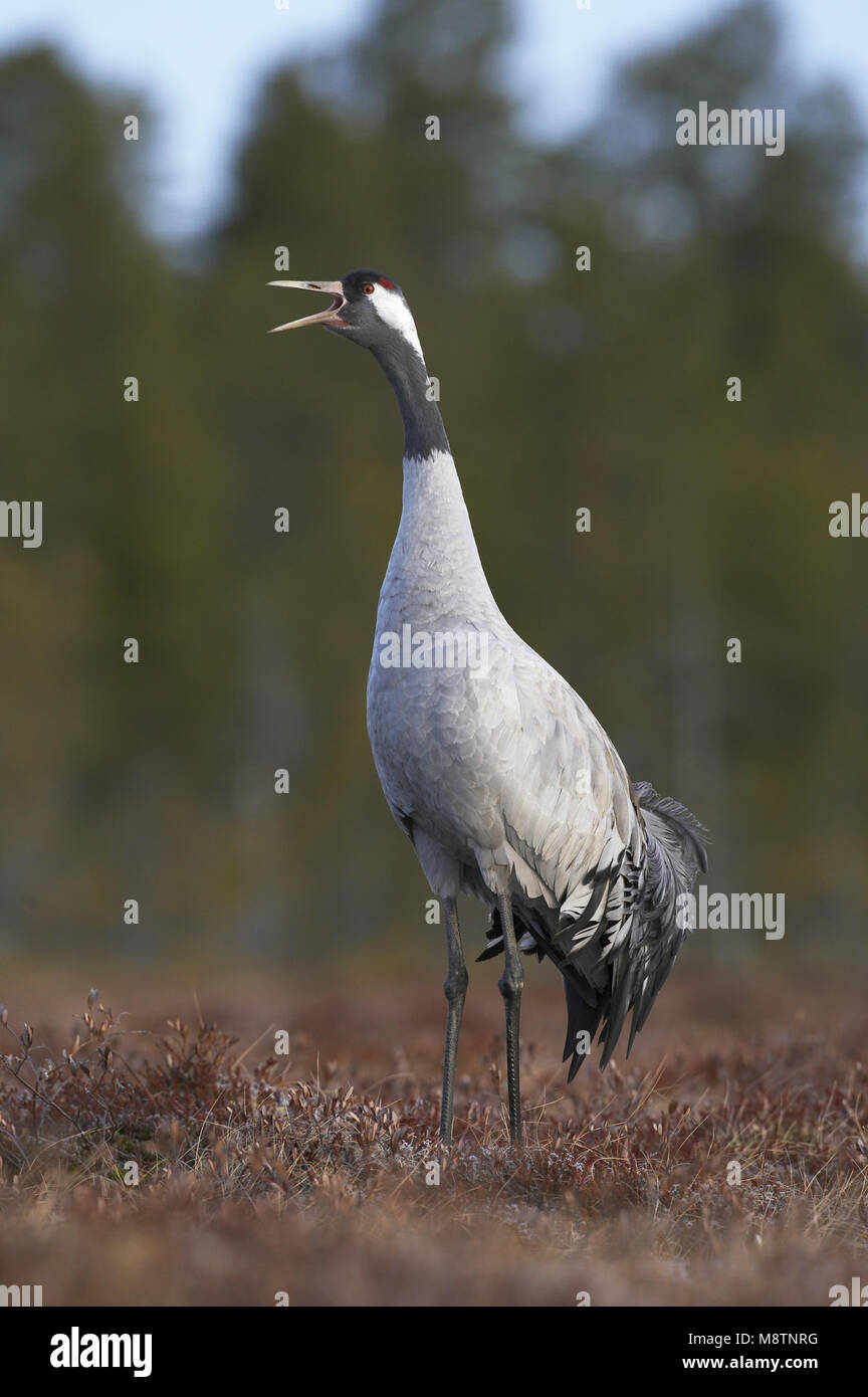 Kraanvogel roepend; Kranich Aufruf Stockfoto