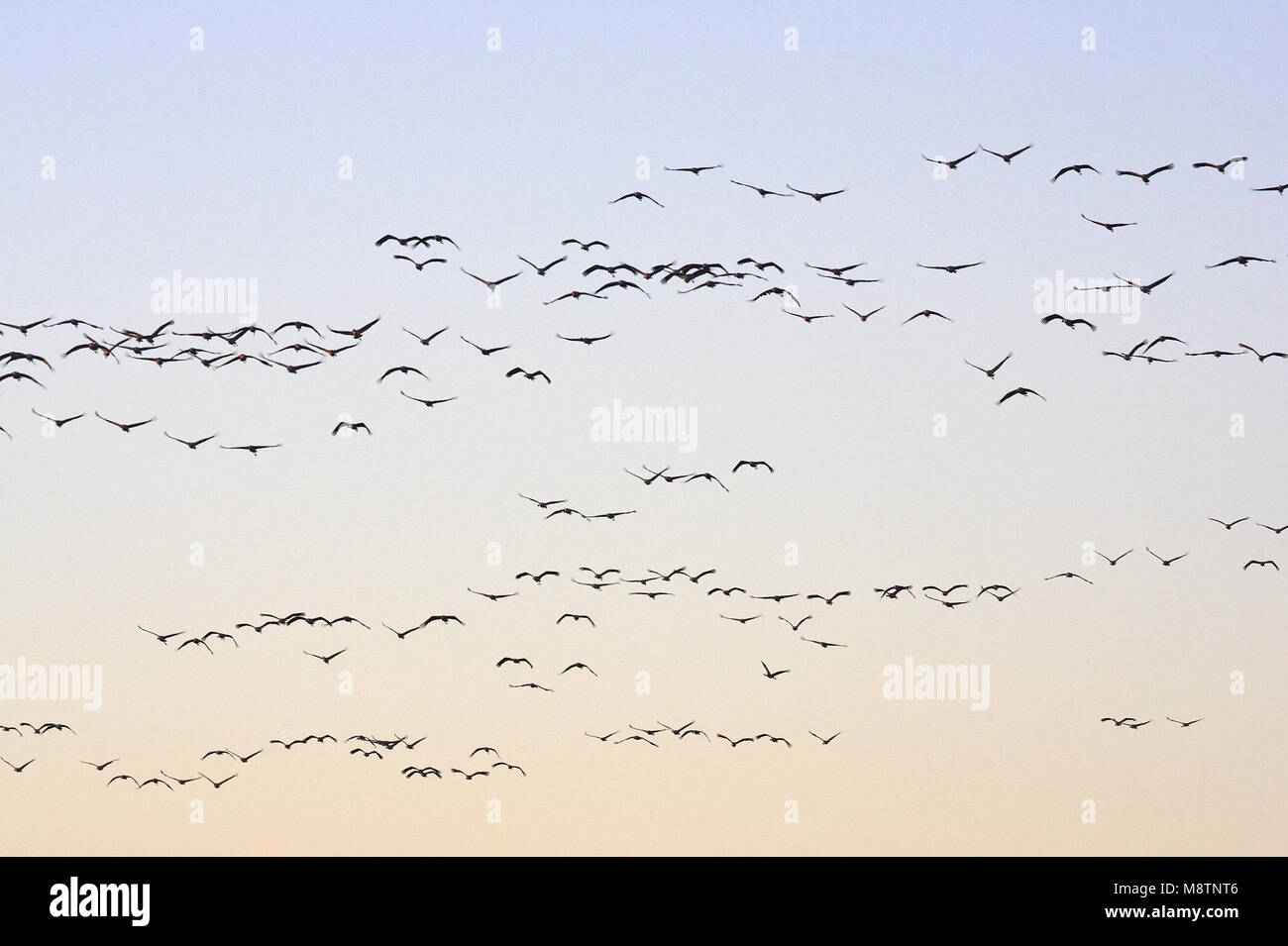 Kranich Gruppe fliegen; Kraanvogel groep Vliegend Stockfoto