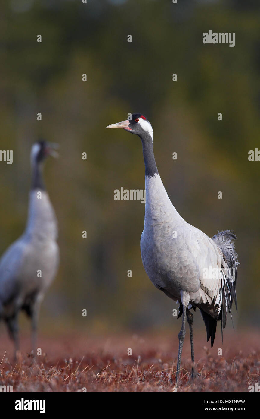 Kraanvogel staand op Heide en roepend; Kranich thront auf Heide und aufrufen Stockfoto