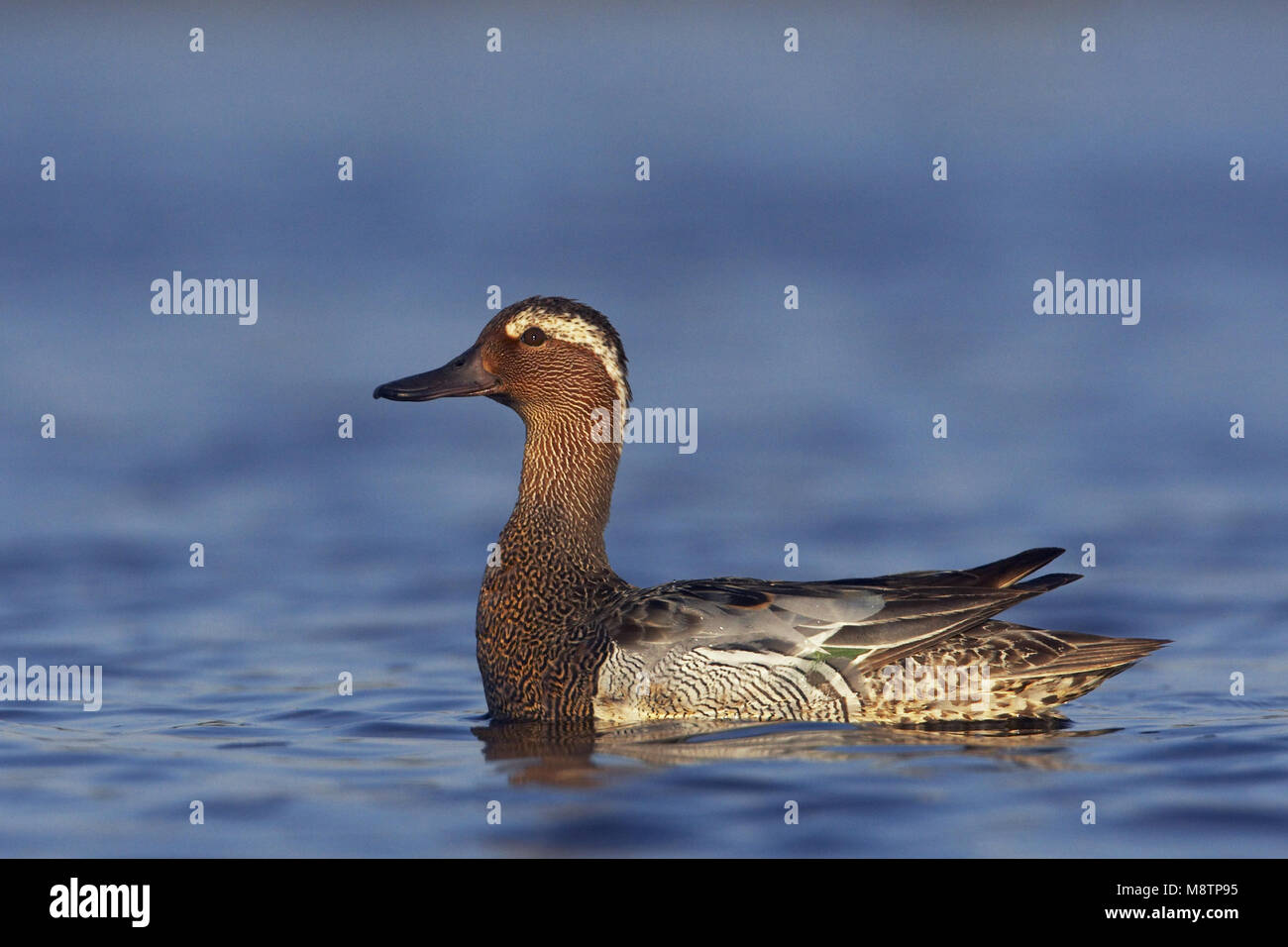 Zwemmend mannetje Zomertaling; Schwimmen männliche Krickente Stockfoto