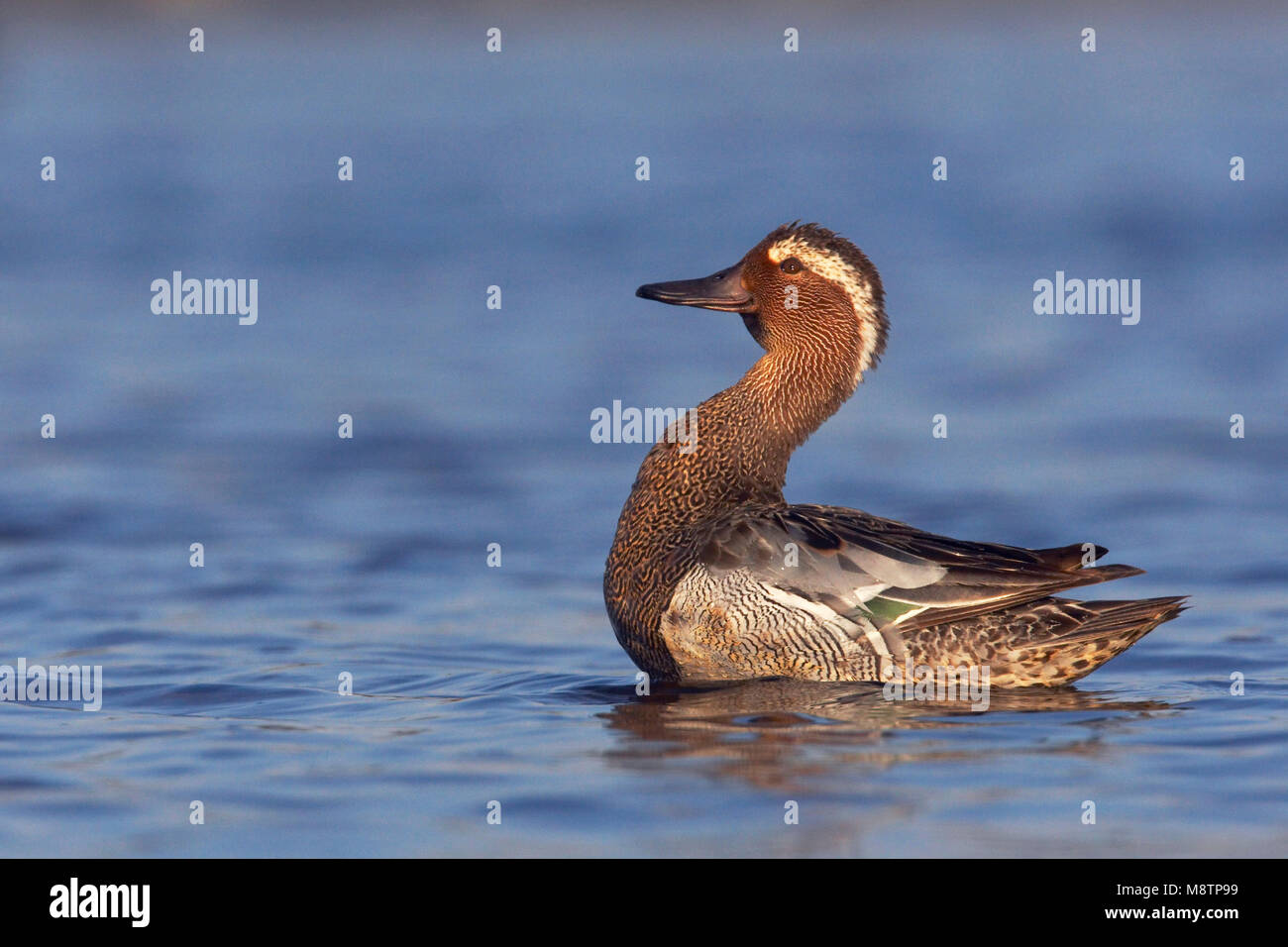 Zomertaling Mann; Krickente Männlich Stockfoto