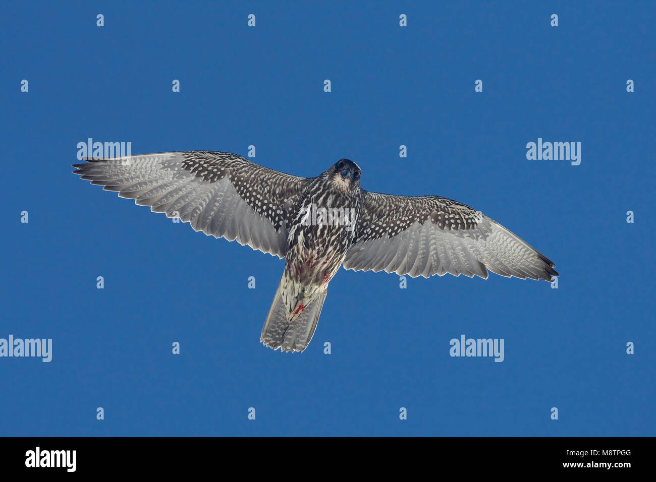 Giervalk vliegend; Gyr Falcon fliegen Stockfoto