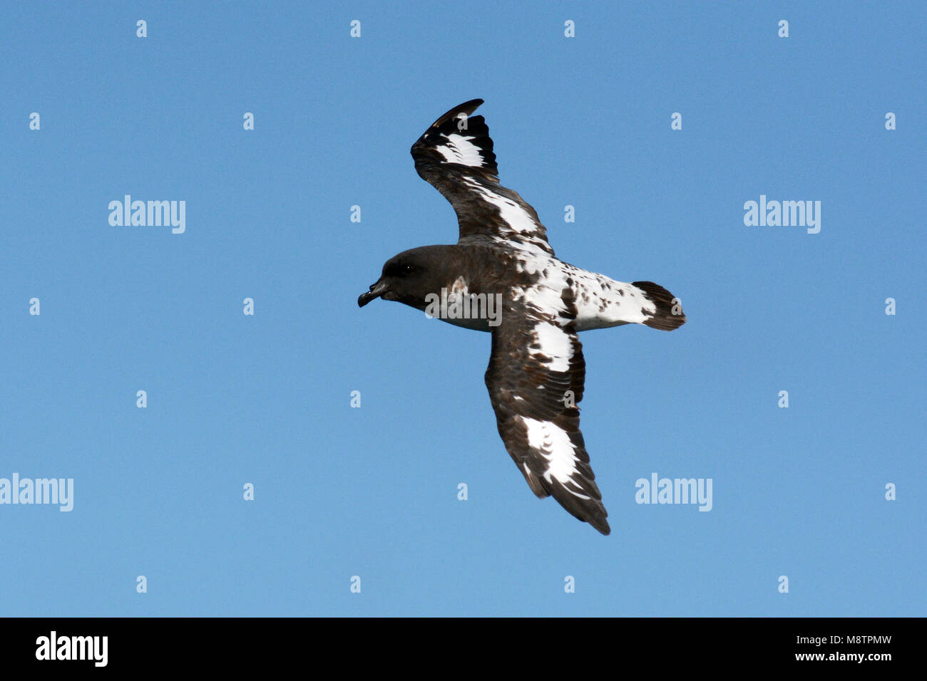 Kaapse Stormvogel, Kap Petrel, Daption capense Stockfoto