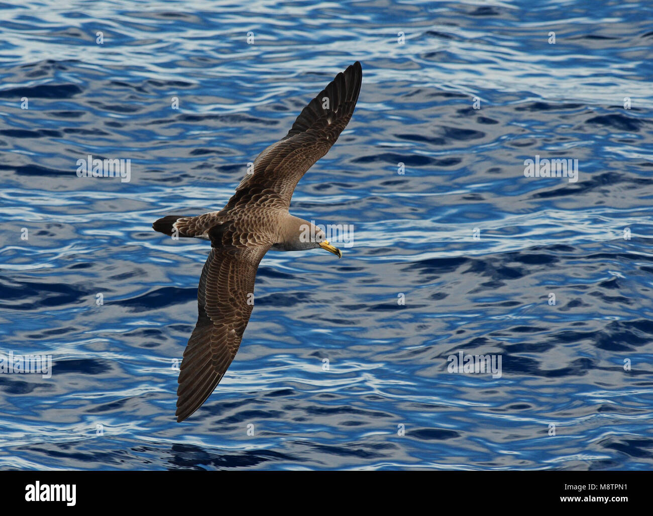 Kuhls Pijlstormvogel, Vliegend boven de Atlantische oceaan; Cory's Shearwater oberhalb der Altlantic Ozean fliegen Stockfoto