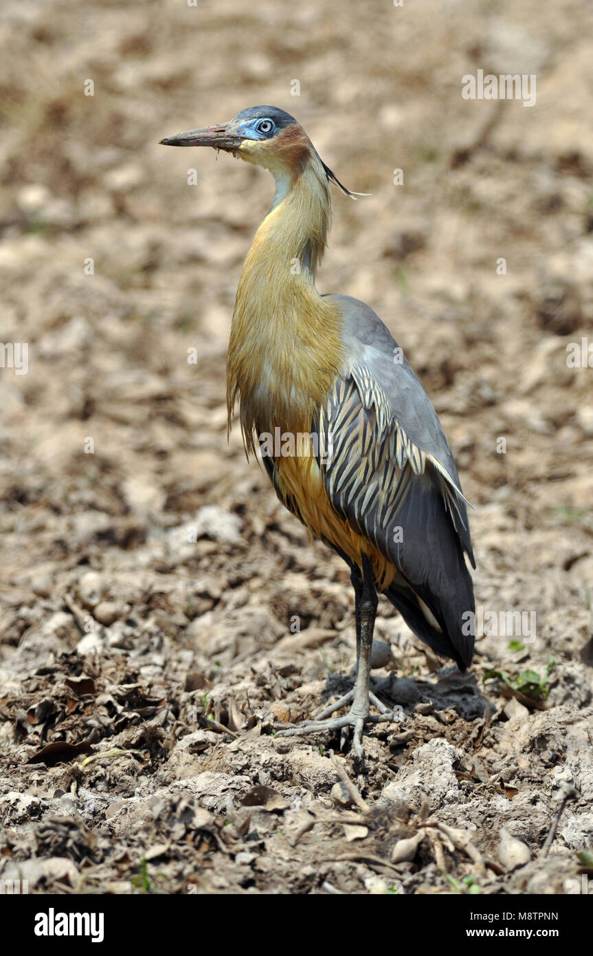 Vogel Bild von Laurens Steijn Stockfoto