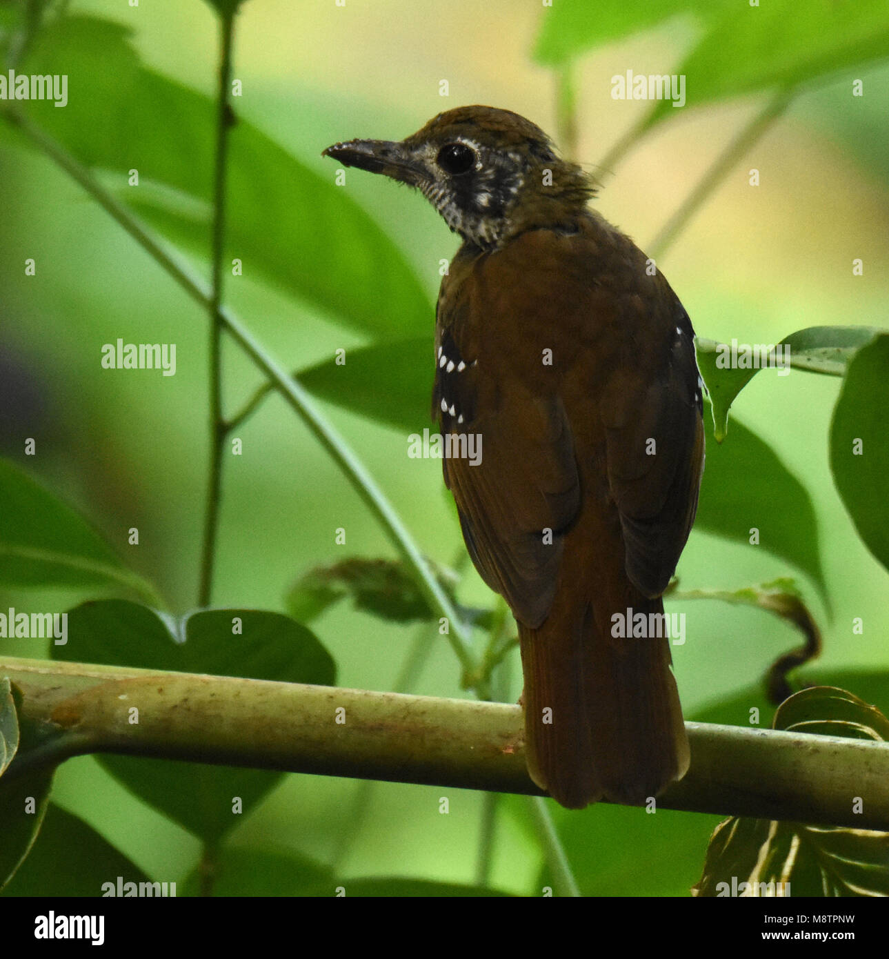 Geokichla spiloptera Fotos und Bildmaterial in hoher Auflösung Alamy