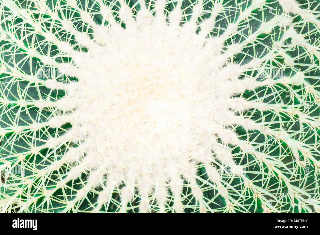 Kaktus weie Fell wchst im Felsen Bett, Blume, Kaktus Pflanze, Sukkulente,  In die Tiefe, selektiven Fokus Technik Stockfotografie - Alamy