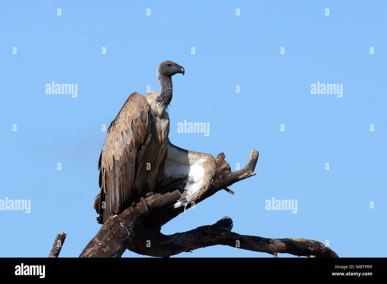 Witruggier, afrikanische Weiß-backed Vulture, Tylose in Africanus Stockfoto