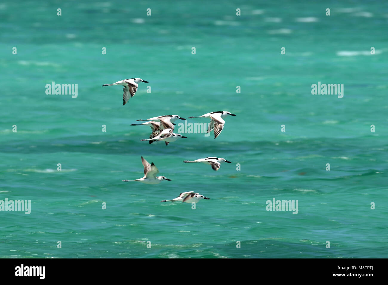 Groep Krabplevieren in Vlucht; Gruppe von Krabben Regenpfeifer im Flug Stockfoto