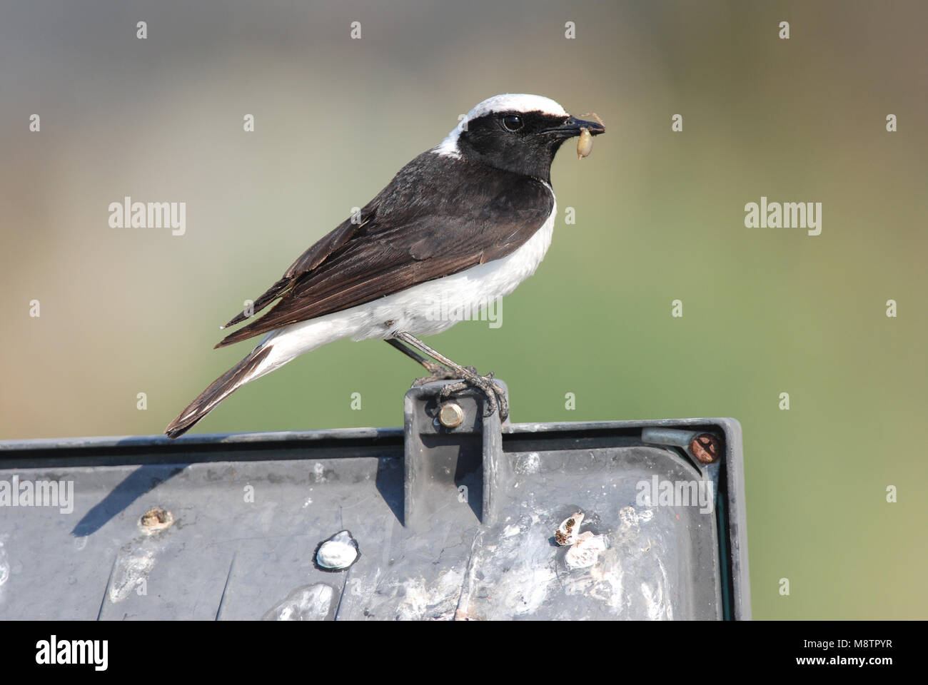 Erwachsene männliche Pied Steinschmätzer Stockfoto