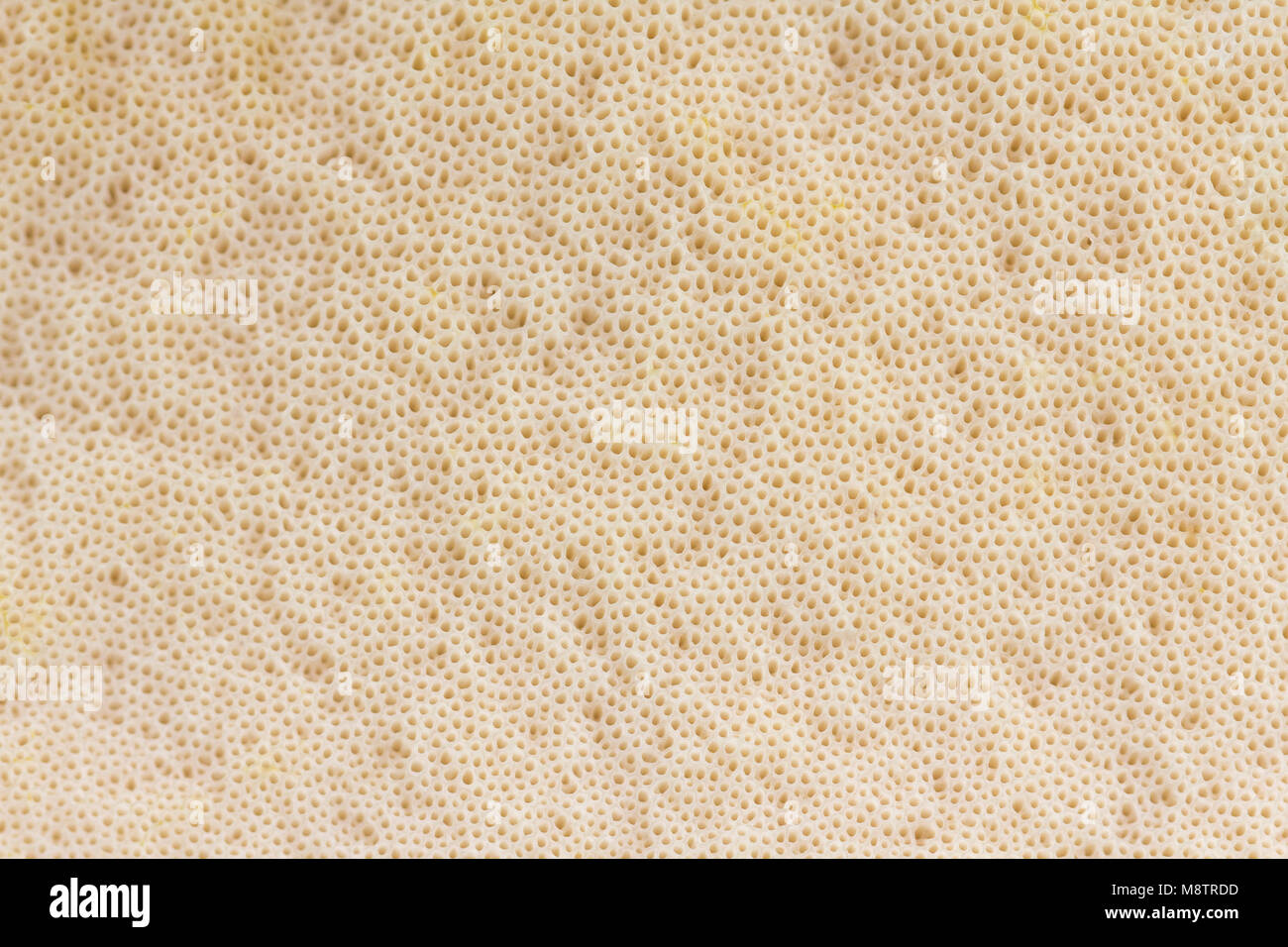 Blick auf die Textur des Pilzes cap-Poren (unten) - Hintergrund. Spore-roducing Strukturen Pilz-Hintergrund. Braun Birke Bolete (Leccinum Stockfoto
