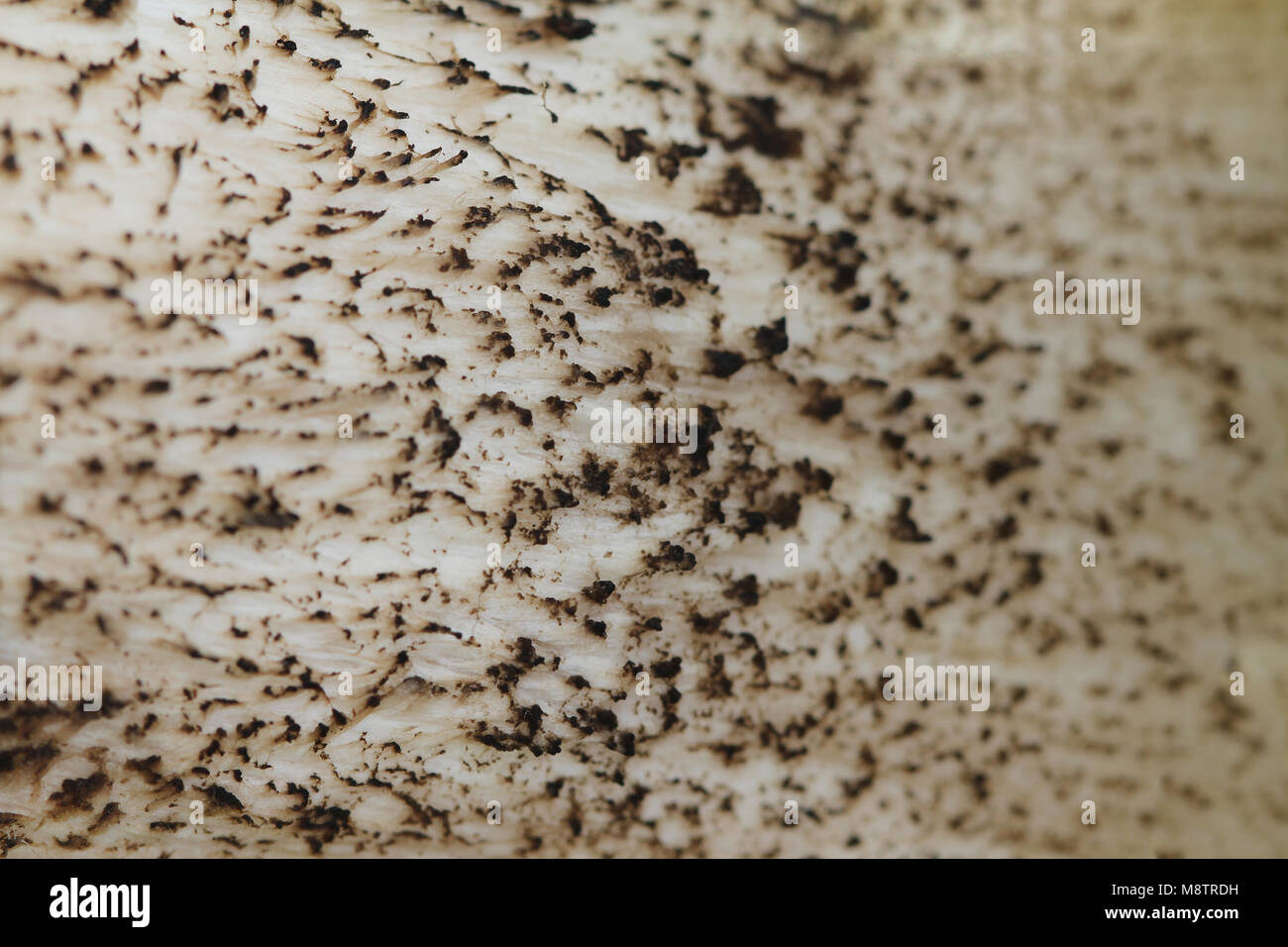 Abstrakte Sicht der Textur eines Pilzes stipe - Hintergrund. Braun Birke Bolete (Leccinum scabrum, Steinpilze Scaber). Stockfoto