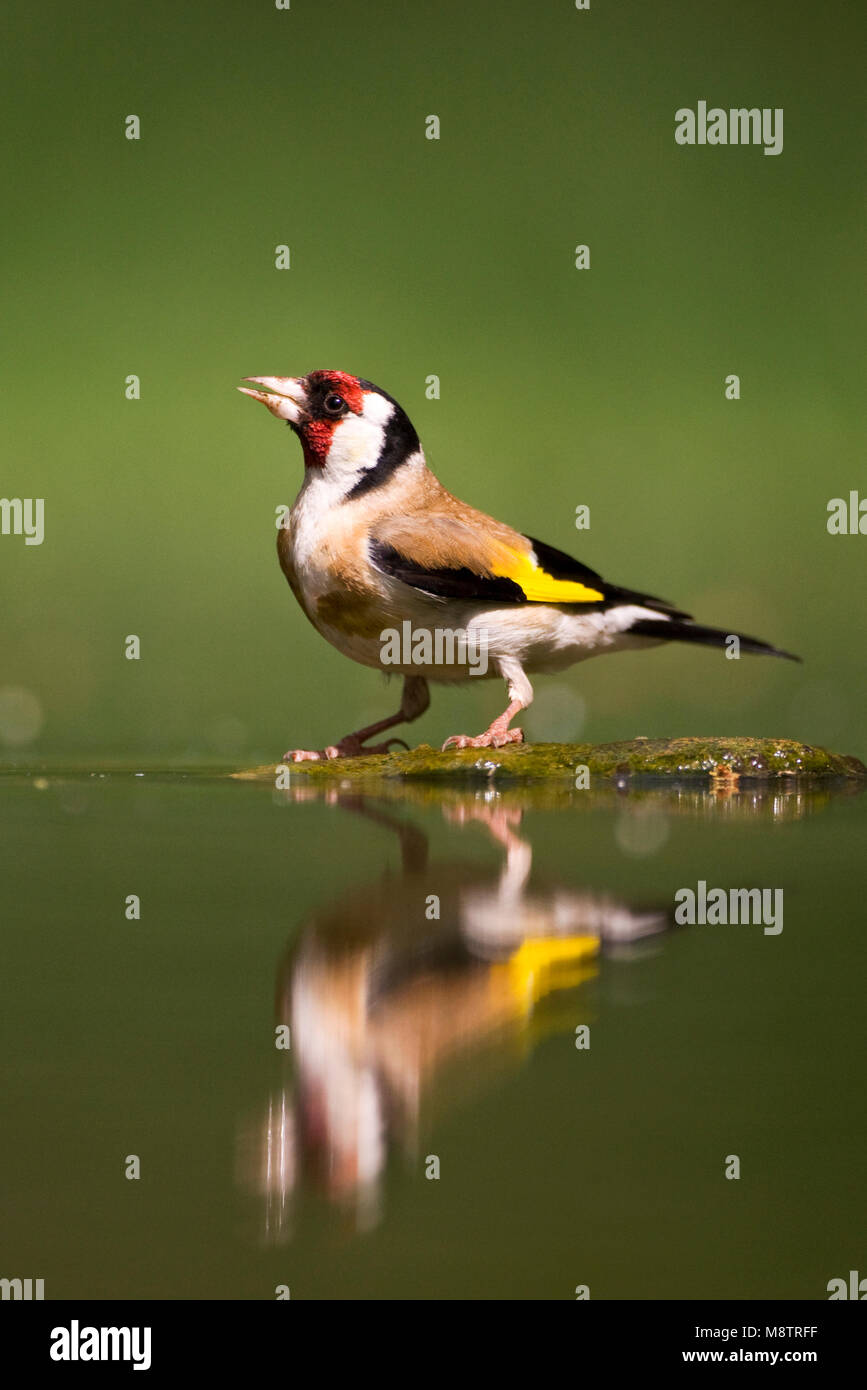 Putter bij drinkplaats ; Europäische Stieglitz am Trinken Website Stockfoto