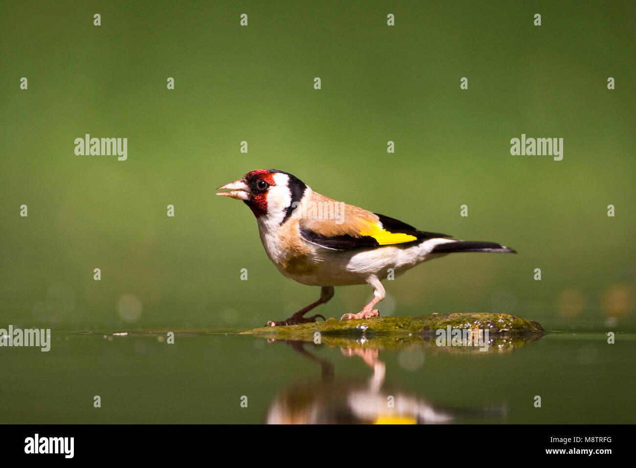 Putter bij drinkplaats ; Europäische Stieglitz am Trinken Website Stockfoto