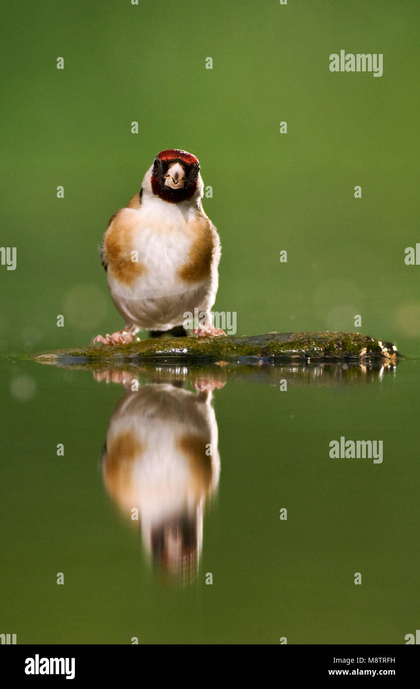 Putter bij drinkplaats ; Europäische Stieglitz am Trinken Website Stockfoto