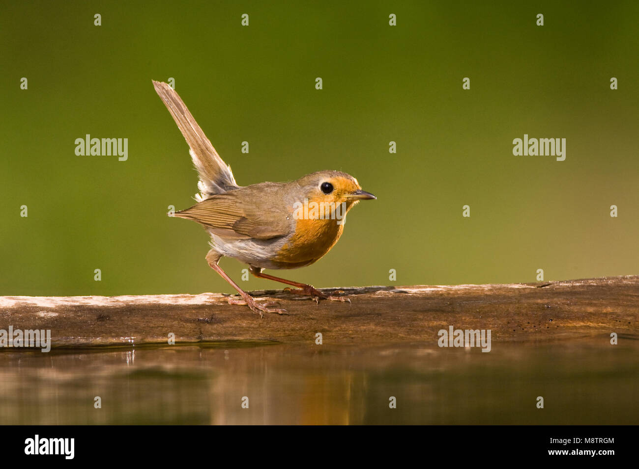 Roodborst met opgeheven staart zittend op het water liggende een boomstam ; Europäische Robin thront auf einem Baumstamm Stockfoto