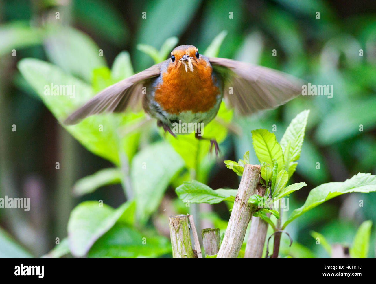Roodborst vliegend naar zijn Nest; Europäische Robin fliegen in Richtung zu seinem Nest Stockfoto