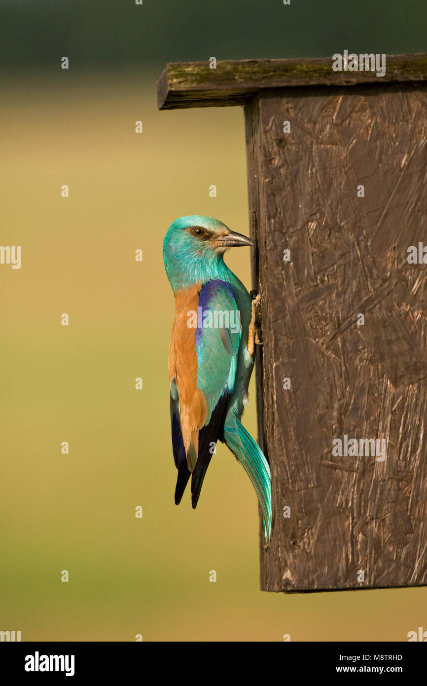 Scharrelaar bij nestkast ; europäische Rolle im Nest Box Stockfoto