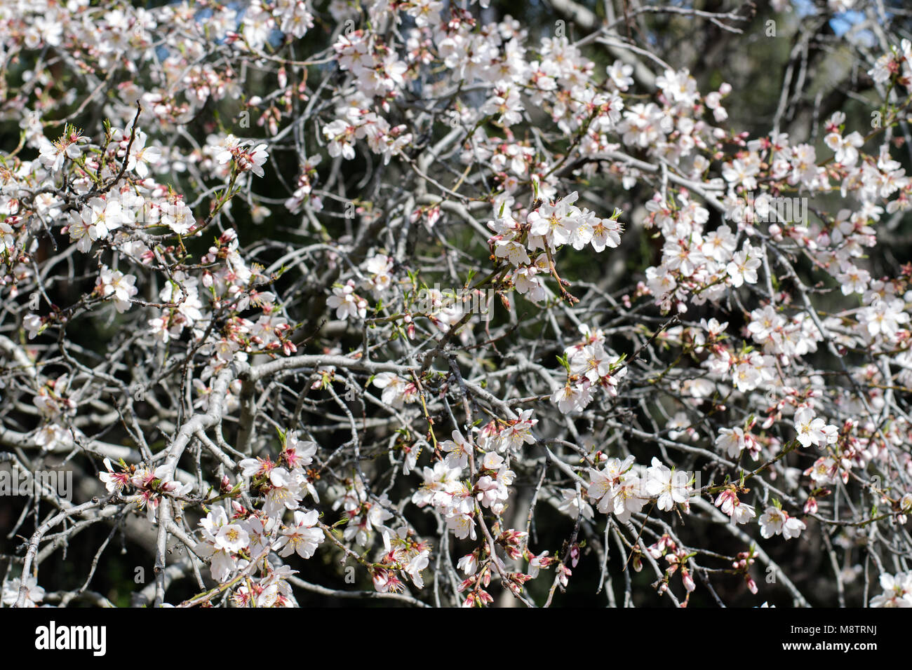 Hunderte von Mandel Blüten blühen auf einem Baum Stockfoto