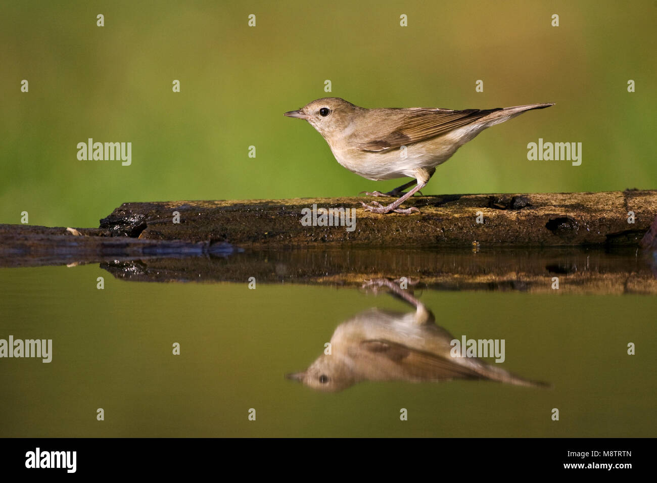 Bij De Tuinfluiter drinkplaats; Garten Warbler bei drinkingsite Stockfoto